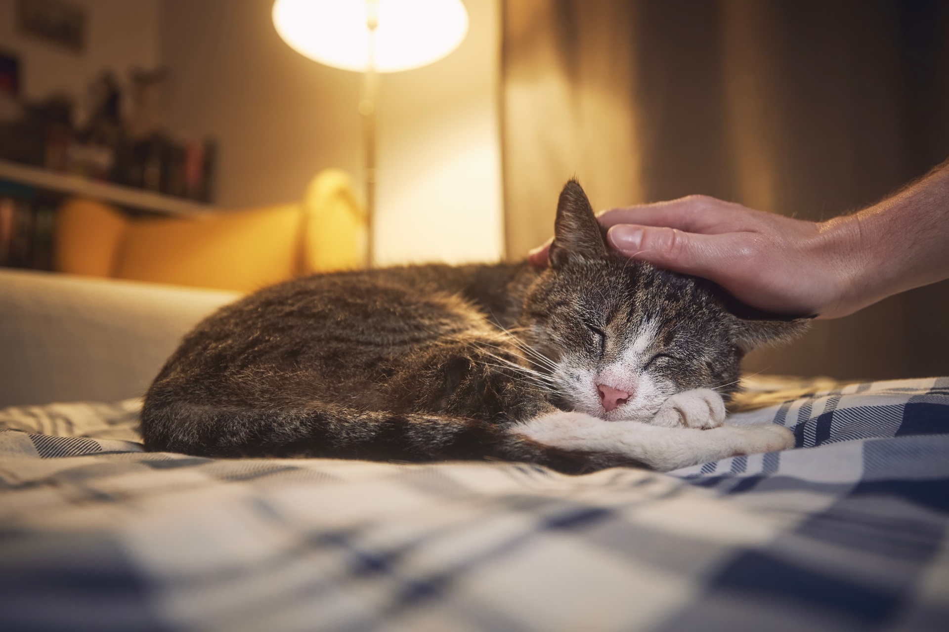 Cat comfort BfTCh0GA