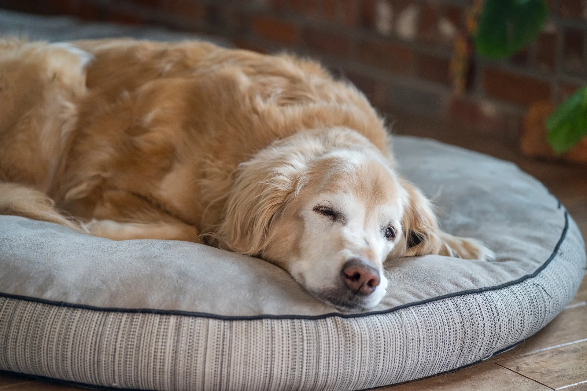 Dog peaceful I BTschv